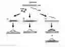 Fig. 17 - Methods and compositions for target DNA modification