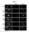 Fig. 19 - Methods and compositions for target DNA modification