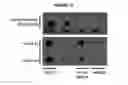 Fig. 20 - Methods and compositions for target DNA modification