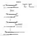 Fig. 29 - Methods and compositions for target DNA modification