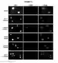 Fig. 30 - Methods and compositions for target DNA modification