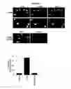 Fig. 31 - Methods and compositions for target DNA modification