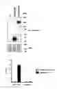 Fig. 07 - Method for isolating specific genomic regions with use of molecule capable of specifically binding to endogenous DNA sequence