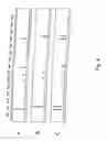 Fig. 05 - METHODS FOR ANALYSIS OF GENE EXPRESSION