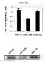 Fig. 22 - Kit for detecting nucleic acid and method for detecting nucleic acid