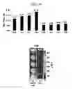 Fig. 28 - Kit for detecting nucleic acid and method for detecting nucleic acid