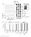 Fig. 47 - Kit for detecting nucleic acid and method for detecting nucleic acid