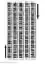 Fig. 06 - Quantitative multiplexed identification of nucleic acid targets