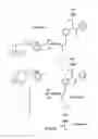 Fig. 07 - Method of determining the nucleotide sequence of oligonucleotides and DNA molecules