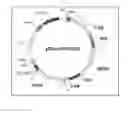 Fig. 02 - Standard plasmid for assaying genetically modified organism, and analysis method and assay kit using same