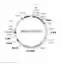 Fig. 12 - Standard plasmid for assaying genetically modified organism, and analysis method and assay kit using same