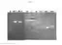 Fig. 14 - Standard plasmid for assaying genetically modified organism, and analysis method and assay kit using same