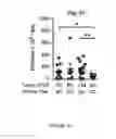 Fig. 13 - METHODS AND COMPOSITIONS FOR THE DIAGNOSIS, PROGNOSIS AND TREATMENT OF BRAIN METASTASIS