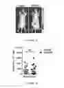 Fig. 29 - METHODS AND COMPOSITIONS FOR THE DIAGNOSIS, PROGNOSIS AND TREATMENT OF BRAIN METASTASIS