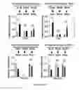 Fig. 46 - METHODS AND COMPOSITIONS FOR THE DIAGNOSIS, PROGNOSIS AND TREATMENT OF BRAIN METASTASIS