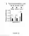 Fig. 50 - METHODS AND COMPOSITIONS FOR THE DIAGNOSIS, PROGNOSIS AND TREATMENT OF BRAIN METASTASIS