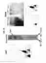Fig. 34 - Methods and devices for high throughput purification