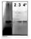 Fig. 02 - Methods and compositions for phototransfer