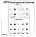 Fig. 15 - Methods and compositions for phototransfer