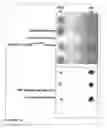 Fig. 18 - Methods and compositions for phototransfer