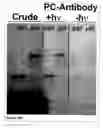 Fig. 19 - Methods and compositions for phototransfer