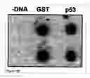 Fig. 20 - Methods and compositions for phototransfer