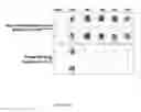 Fig. 22 - Methods and compositions for phototransfer