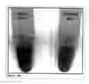 Fig. 23 - Methods and compositions for phototransfer