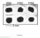 Fig. 41 - Methods and compositions for phototransfer