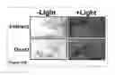 Fig. 44 - Methods and compositions for phototransfer