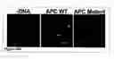 Fig. 54 - Methods and compositions for phototransfer