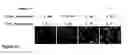 Fig. 59 - Methods and compositions for phototransfer