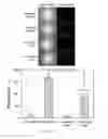Fig. 30 - RAGE AS A C1Q RECEPTOR, METHODS AND APPLICATIONS