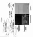 Fig. 05 - Method to bioengineer designer platelets using gene editing and stem cell methodologies