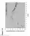 Fig. 19 - METHODS FOR MEASURING THE METABOLISM OF NEURALLY DERIVED BIOMOLECULES IN VIVO