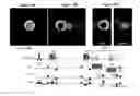 Fig. 19 - METHODS FOR SPATIAL AND SPECTRAL SELECTIVITY IN MAGNETIC RESONANCE IMAGING AND SPECTROSCOPY