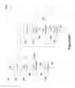 Fig. 41 - SYSTEM AND METHOD FOR CONTROL BASED ON FACE OR HAND GESTURE DETECTION