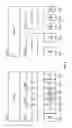 Fig. 05 - Segmentation and stratification of data entities in a database system