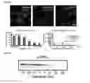 Fig. 05 - Cellular activity quantification using labeled probes