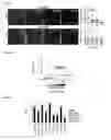 Fig. 12 - Cellular activity quantification using labeled probes