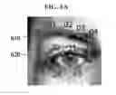 Fig. 10 - Method and apparatus for extracting facial feature, and method and apparatus for facial recognition