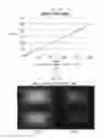 Fig. 02 - Data clipping method using red, green, blue and white data, and display device using the same