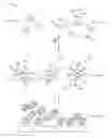 Fig. 01 - Self-assembled nanoparticles with polymeric and/or oligomeric ligands