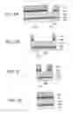 Fig. 06 - SEMICONDUCTOR MEMORY DEVICE AND METHOD FOR MANUFACTURING SAME
