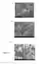 Fig. 24 - Thermoelectric materials based on tetrahedrite structure for thermoelectric devices
