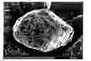 Fig. 01 - Potato-shaped graphite particles with low impurity rate at the surface, method for preparing the same