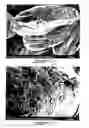 Fig. 12 - Potato-shaped graphite particles with low impurity rate at the surface, method for preparing the same
