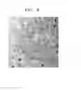 Fig. 12 - Negative active material for secondary battery, negative electrode and lithium battery each including negative active material, and method of preparing negative active material
