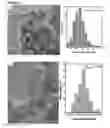 Fig. 04 - Method for forming noble metal nanoparticles on a support