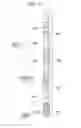 Fig. 11 - METHOD OF TRANSMITTING FRAME FOR SUPPORTING LEGACY SYSTEM, AND METHOD AND APPARATUS OF SEARCHING CELL USING THE SAME